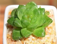 imagen Consejos de cuidado y cultivo de la Haworthia Cooperi