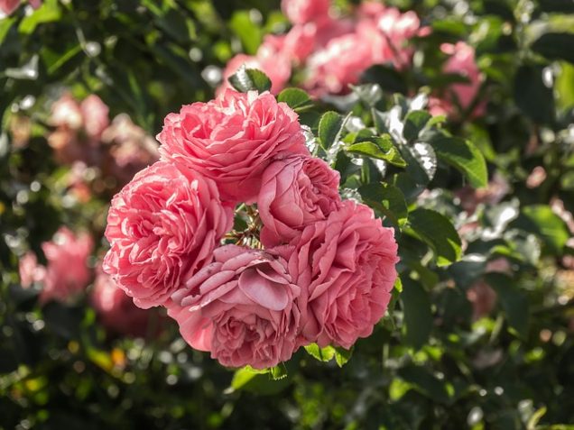 Diferentes tipos de rosas que deberías conocer - Parte I