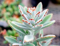 imagen Cuidados de la planta panda o Kalanchoe Tomentosa