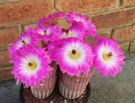 imagen Descubre la belleza del cactus Echinocereus rigidissimus