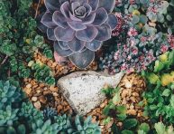 imagen Consejos para diseñar un jardín de cactus y suculentas