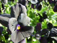 imagen Añade un poco de misterio a tu jardín con flores negras