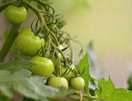 imagen Cómo madurar tomates verdes fuera de la planta