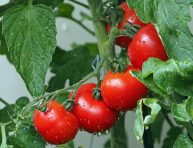 imagen La guía definitiva para el cultivo de tomates