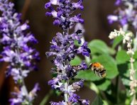 imagen Propaga las plantas de Ajuga esta primavera