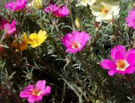 imagen Siembra la portulaca y disfruta de sus flores en verano