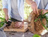 imagen DIY: jardín vertical de Rhipsalis con rodajas de madera