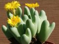 imagen Conophytum bilobum, una suculenta en forma de corazón