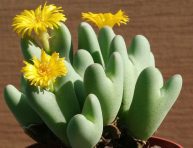 imagen Conophytum bilobum, una suculenta en forma de corazón