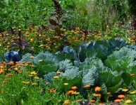 imagen Razones por las que deberías cultivar flores en tu huerto