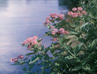 imagen 7 plantas para un jardín de lluvia