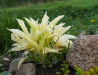 imagen Cómo cultivar hosta de pluma blanca