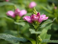 imagen ¿Por qué hay hormigas en mis plantas y macetas?