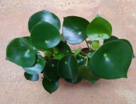 imagen Conoce la Peperomia polybotrya ‘raindrop’