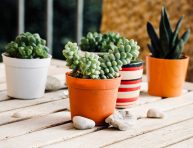 imagen Plantas perfectas para regalar