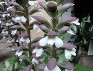 imagen Cuidados de la acanthus mollis o pantalones de osos