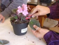 imagen Cultivo de plantas a través de esquejes de hojas