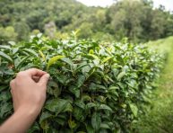 imagen Cuándo y porqué hay que pellizcar los brotes en una planta