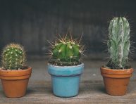 imagen 5 cactus grandes para cultivar en el interior