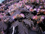 imagen ¿Cómo cultivar árboles de chocolate Mimosa?