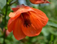 imagen 4 encantadores tipos de Abutilon