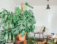 imagen 5 consejos para mantener saludable tu jardín interior