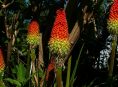 imagen Guía de cultivo de la kniphofia