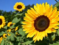 imagen Cómo incrementar la producción de semillas de girasol