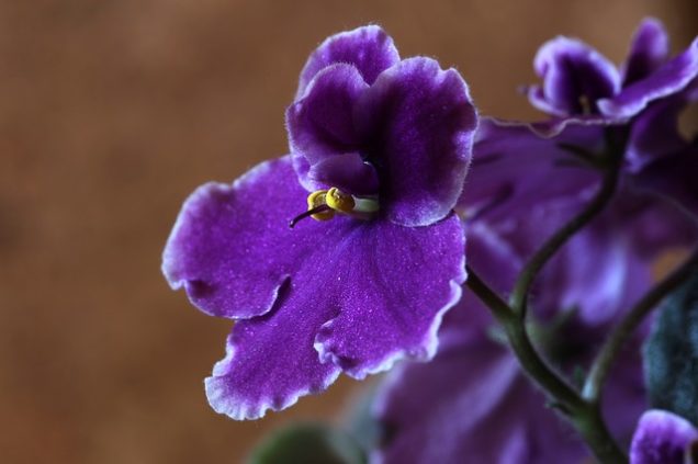 Guía para cultivar violetas africanas a partir de semillas