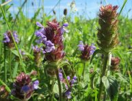 imagen Lo que necesitas saber sobre el cultivo de la Prunella vulgaris