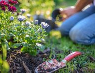 imagen Consejos para jardineros principiantes