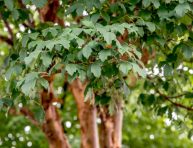 imagen Características clave del jardín de invierno