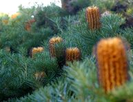 imagen Guía de cuidado y cultivo de la Banksia Spinulosa