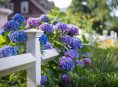 imagen Enredaderas, arbustos y flores moradas para bordes