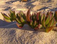 imagen ¿La arena de la playa es buena para las plantas?