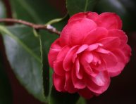 imagen Problemas que debes evitar al cultivar camelia