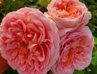 imagen Guía de cultivo de la Rosa Abraham Darby