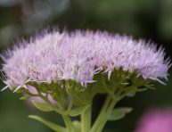 imagen Guía de cuidado y cultivo del Sedum