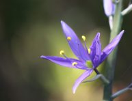 imagen Cómo cultivar camassias