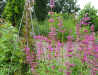 imagen Cómo plantar y cultivar el Agastache