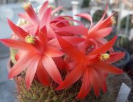 imagen El cactus Matucana Celendinensis: tesoro de la flora peruana