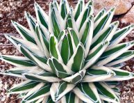 imagen El Agave victoriae-reginae