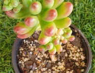 imagen La suculenta Sedum Jaspa