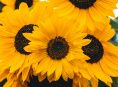 imagen Girasoles: cómo cuidarlos, decorar y regalar felicidad