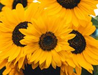 imagen Girasoles: cómo cuidarlos, decorar y regalar felicidad